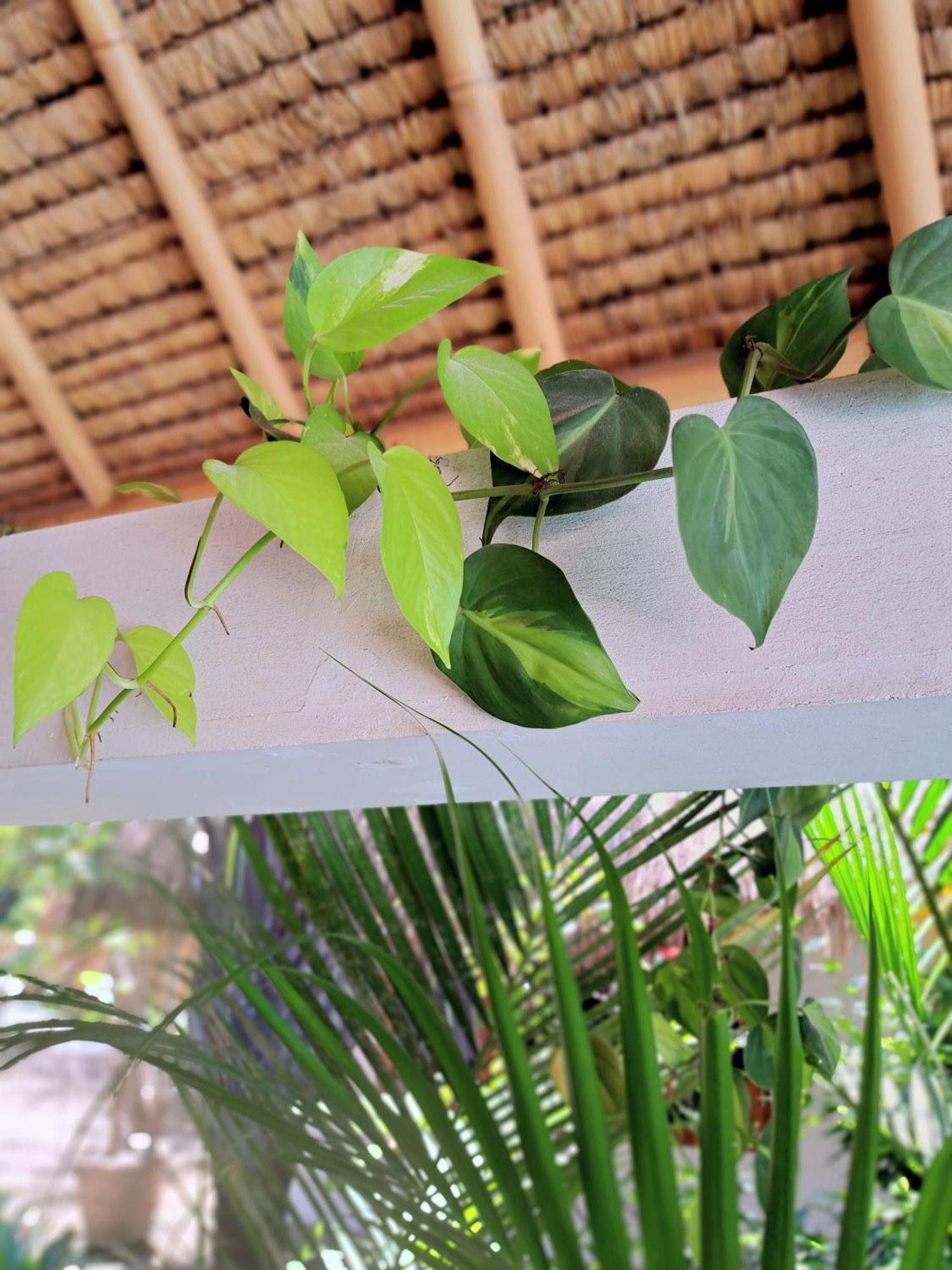 Eden Eco Resort Gili Trawangan Eksteriør billede